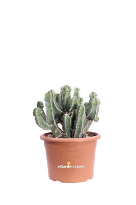 Pianta di Euphorbia Polyacantha Cactus A Lisca Di Pesce vera grassa da esterno - Immagine 1 di 3
