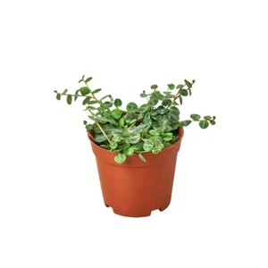 Peperomia prostrata 'Cadena de Tortugas' - Imagen 1 de 7