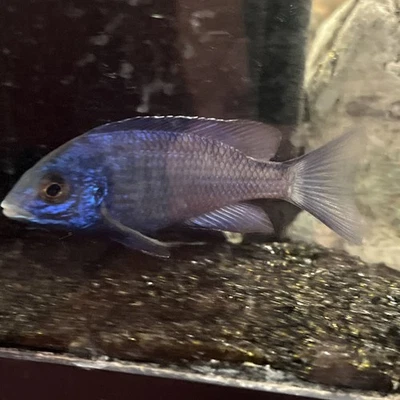 Mdoka White Lips Cichlid 2.5-3” Male USA *what You See Is The Fish You Buy - Image 1 of 4