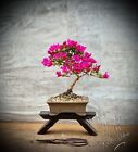 Rhododendron indicum „Hibai“ - Japan-Satsuki-Azalee SHOHIN BONSAI / 12 Years Old