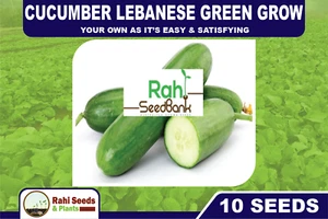 Cucumber Lebanese Green GROW Your Own as it’s Easy & Satisfying 10 Seeds - Picture 1 of 6