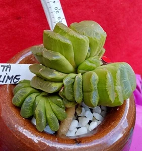 HAWORTHIA 'Lemon Lime' #1 - Short Flattened Fleshy Leaves -Unusual and Rare - Picture 1 of 6