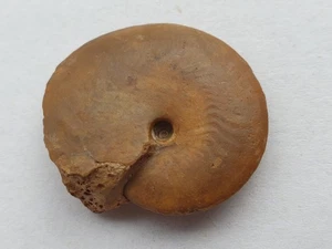 Oxycerites limosus - Dogger (bajocium) - Sengenthal - amonita - colección antigua - Imagen 1 de 8