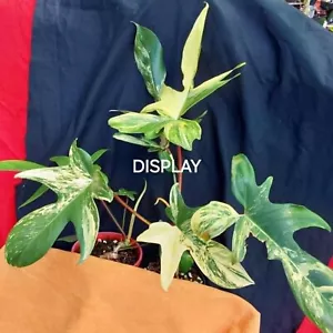 PHILODENDRON Florida Beauty #3- No Tissue Culture - Rare, Sought-after, Easy - Picture 1 of 6