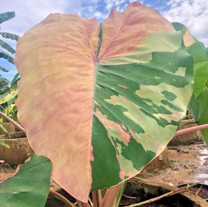 Colocasia Phrasaeng Rosa Esculenta Especie Nueva HB Oreja de Elefante + Phyto Cert. - Imagen 1 de 10