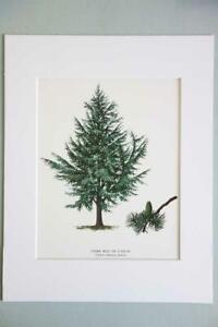 MATOWY francuski vintage litografia grawer botaniczny nadruk drzewa - cedr atlantycki