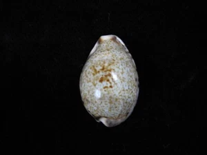 Sea shells Cypraea pallida insulicola 26.6mm ID#8271 - Picture 1 of 4