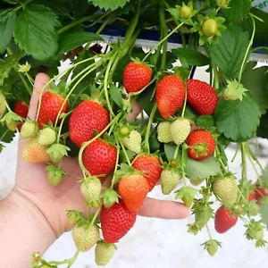 Erdbeerpflanzen typu Walderdbeeren, Immertragende Erdbeeren, 10 Pflanzen FRIGO - Bild 1 von 6