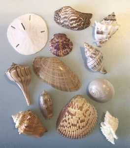 12 Ass’t Seashells You Don’t Always See On eBay Hand Packed, Washed, Polished�� - Bild 1 von 5