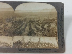 1906 Redlands California 10,000 Acres Orange Trees Stereoview Photograph Kelley - Picture 1 of 4