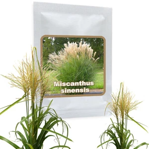 Big Miscanthus ca.100 Seeds - Silver Spring - Miscanthus Chinensis Winter Hardy - Picture 1 of 7