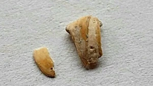Fisch Gehörsteinchen - Miozän (Yorktown Form.) - Beaufort Co. (N.C., USA) - Rar - Bild 1 von 13