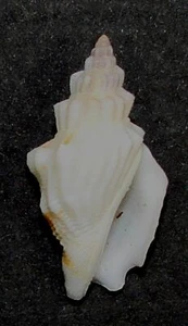 STROMBUS RUGOSUM 22.68mm SUPER CHOICE RARE SPECIMEN Vava'u, Tonga - Picture 1 of 2