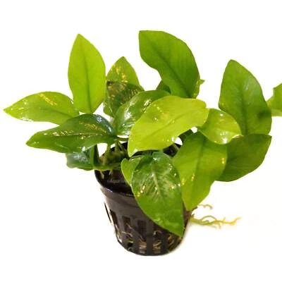 Anubias Golden Nana | Aquarium Plants Factory®