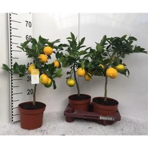 Zitronenbaum Meyer -Lisa- 30 cm ohne Früchte Citrus Meyer Lemon - Bild 1 von 1