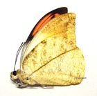 Unmounted Butterfly/Pieridae - Hebomoia glaucippe celebensis, male, Indonesia