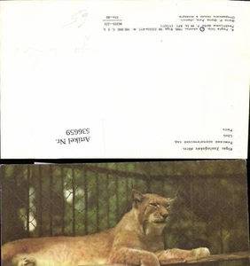 536659, animales zoológico Riga letonia guepardo - Imagen 1 de 1