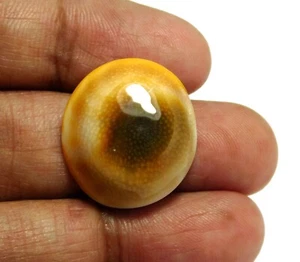 100% Natural Shiva Eye Shell Fancy Shape Cab Loose Gemstone 23x20x8mm 26.25Cts - Picture 1 of 6