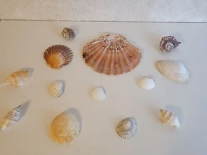 Schneckenhäuser, Tibia, Jacobsmuschel, Herzmuschel, Sandklaffmuschel, Muschel - Bild 1 von 7