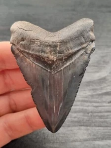 7,5 cm dente blu scuro di Carcharocles Chubutensis - Foto 1 di 9