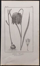 1846 - Fritillary Spotted Guinea Fowl - engraving antique (Botany) - Flower Lily