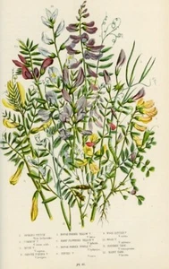 1899 Antica Stampa = VECCIA (65) = Piante Fiori CROMOLITOGRAFIA by Anne Pratt - Picture 1 of 1