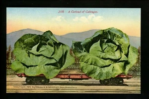 Exaggeration postcard Cabbage on train car railroad 1910 Mitchell - Picture 1 of 2