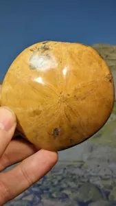 Fósil equinoide pulido de Madagascar. Edad Calloviana. 78 x 77 x 23 mm - Imagen 1 de 6