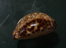 Cypraea Arabica 42.6 mm F+++/GEM callous body form  WOW!!!