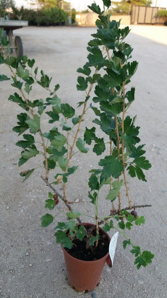 N.4 PIANTE DI FRUTTI BOSCO (1 RIBES + 1 LAMPONE ROSSO + 1 MORA + 1 UVA SPINA) - Immagine 1 di 2