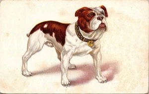 BULLDOG? animal ART c1911 Postcard - Picture 1 of 2