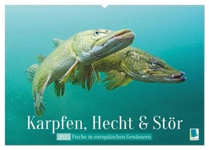 Karpfen, Hecht und Stör: Fische in europäischen Gewässern (Wandkalender 2025... - Bild 1 von 15