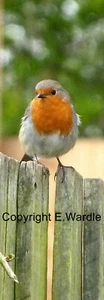 Hand Made/My Own Photograph 'ROBIN ON FENCE' Bird Bookmark. New - Picture 1 of 1