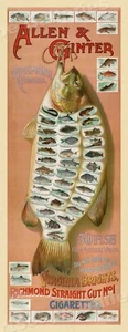 Allen & Ginter 1890er Vintage-Stil Angeln Werbeplakat - 14x36 - Bild 1 von 3