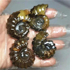 156g NATURAL Polished "Goat Horn" Fossil Ammonite Douvilleiceras Madagascar L804 - Picture 1 of 11