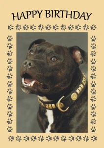 STAFFORDSHIRE BULL TERRIER DOG HEAD STUDY BIRTHDAY GREETINGS NOTE CARD  - Picture 1 of 1