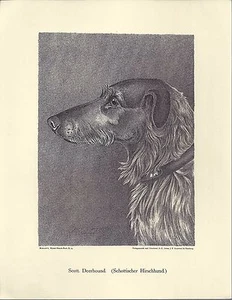 1890 Jean Bungartz Perro Arte Cabeza Estudio Impresión Reproducción SCOTISH DEERHOUND - Imagen 1 de 1