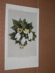BAUMWOLLBLÜTEN - 1901-1907 ERA POSTKARTE - DETROIT PUBLISHING CO. 6937 - Bild 1 von 2