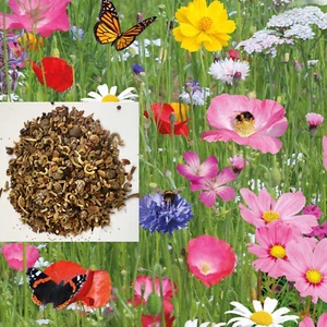 Simply Scatter Wild Flower Seeds Meadow Butterfly & Bee Mix farm garden DWARF - Picture 1 of 12