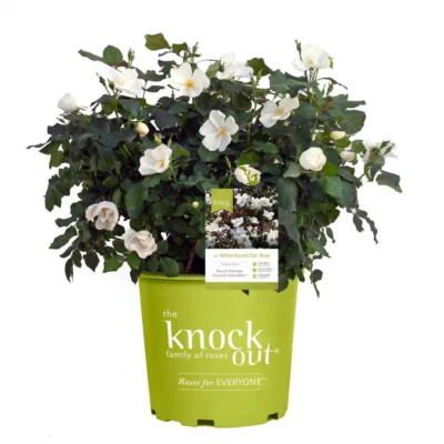 1 Gal. Rose Bush blanco Knock Out con flores blancas Foto 1 de 4