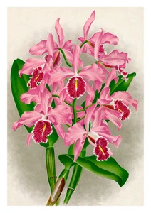 Linden Orchid 3 by Jean Linden Orchids A4 Art Print Flower Art - Picture 1 of 1