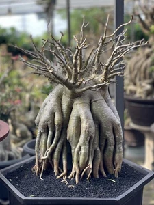 Adenium bonsai Arabicum Godji big size - adenium octopus roots - Picture 1 of 2