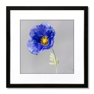 Framed Wall Art Blue Poppy Flower Print Picture With Black Frame 12" X 12" Home - Picture 1 of 1