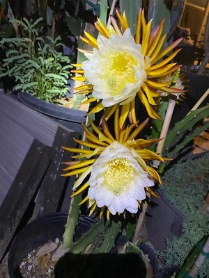 * EL GRULLO * Fruta del Dragón Corte Maduro 18” Rojo Rara Variedad Ocampones Gruesos Foto 1 de 4