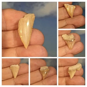 Palaeocarcharodon Rare Shark Tooth Fossils. 20-35mm. Job lot of Six Items. Boxed - Picture 1 of 7