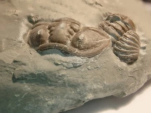 Flexicalymene meeki Trilobit Arnheim Fm. Ordovizium Mount Grab Ohio usa - Bild 1 von 5