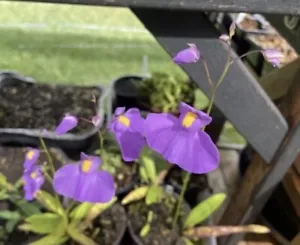 Utricularia longifolia - “long leaf Bladderwort” 🌿 Carnivorous Plant - Picture 1 of 2