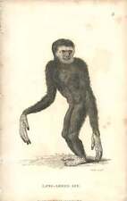 1800 Long Armed Ape Engraved Mammal Plate - Shaw