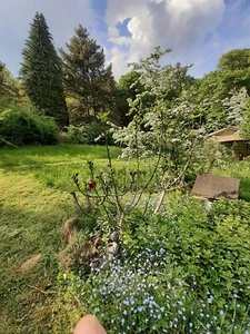Großes Gartengrundstück in WI-Heßloch - Bild 1 von 14