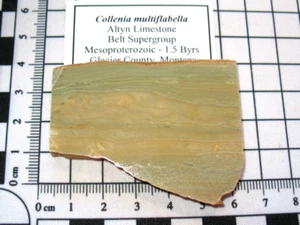 Collenia multiflabella estromatolito rebanada fósil Altyn piedra caliza recubierta #4 - Imagen 1 de 3